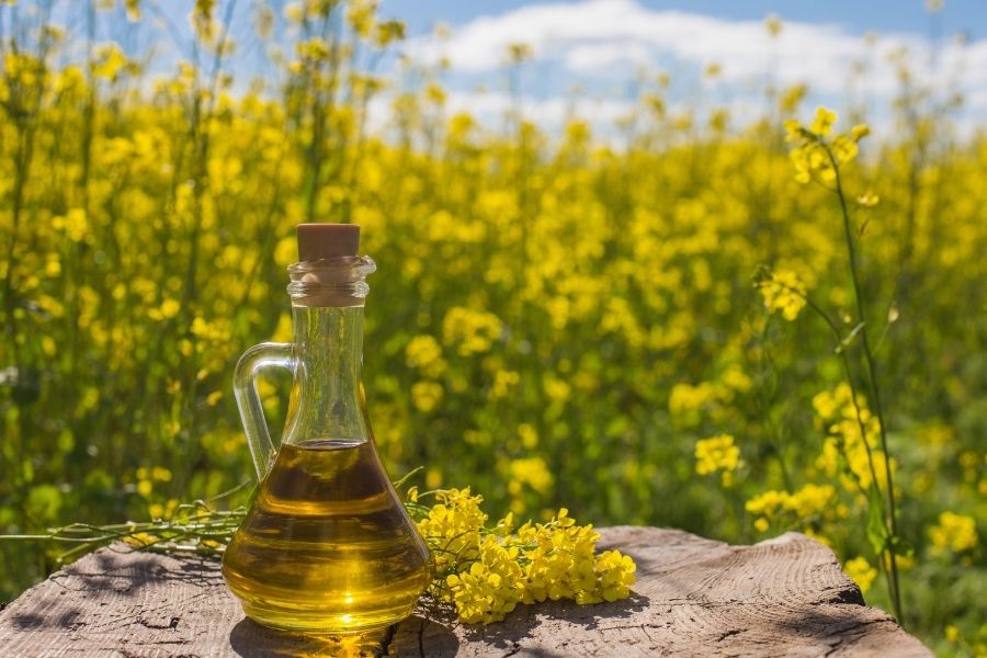 What Is Canola Cooking Oil
